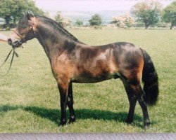 Deckhengst Lanfield Sorenth (Dartmoor-Pony, 1995, von Hisley Saunter)