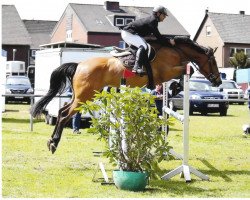 broodmare Cyber Crown (Zangersheide riding horse, 2007, from Crown Z)