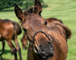 horse Hengst von More than Ready xx (Thoroughbred, 2021, from More Than Ready xx)