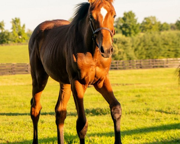 horse Stute von Bernardini xx (Thoroughbred, 2021, from Bernardini xx)