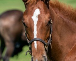 Pferd Hengst von Curlin xx (Englisches Vollblut, 2021, von Curlin xx)