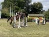 jumper Never Say Never 14 (Oldenburg show jumper, 2015, from Ninyon)