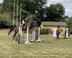 jumper Never Say Never 14 (Oldenburg show jumper, 2015, from Ninyon)