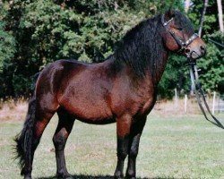 Deckhengst Mühlenmoor Revale (Dartmoor-Pony, 2001, von Moortown Rambler)