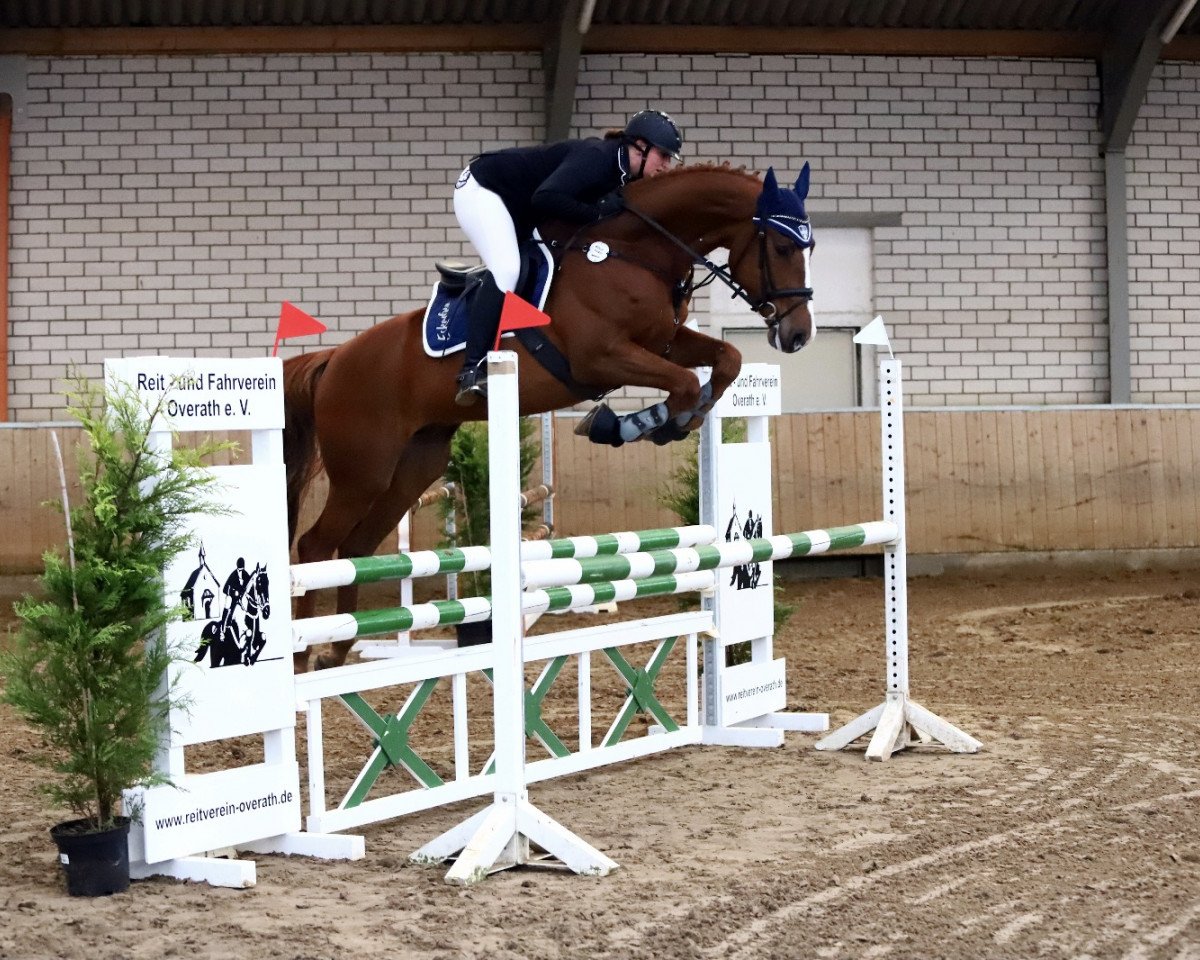 Springpferd Mister Weasley Jay (Holsteiner, 2013, von Mylord Carthago)