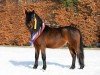 stallion Theo Tinder (Dartmoor Pony, 2016, from OAK TREE Twilight)