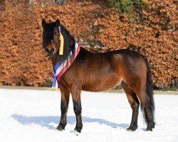 Deckhengst Theo Tinder (Dartmoor-Pony, 2016, von OAK TREE Twilight)