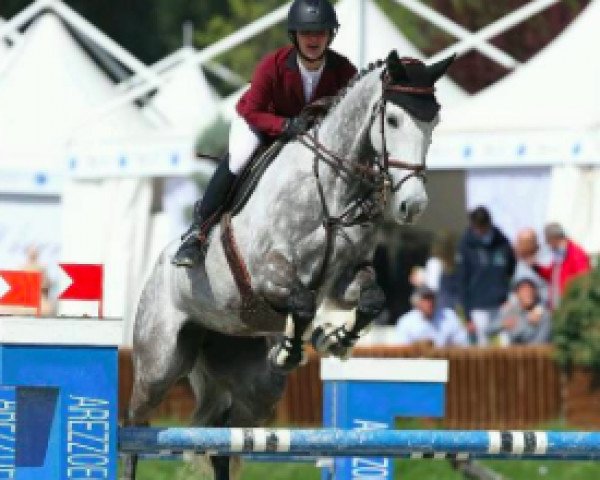 jumper Venise de Gravelotte (Selle Français, 2009, from Calluccio)