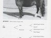 stallion Jenson (Dartmoor Pony, 1954, from Pipit)