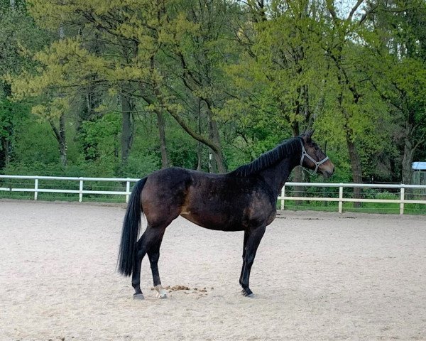 Springpferd Carlotta (Oldenburger, 2008, von Clapton)