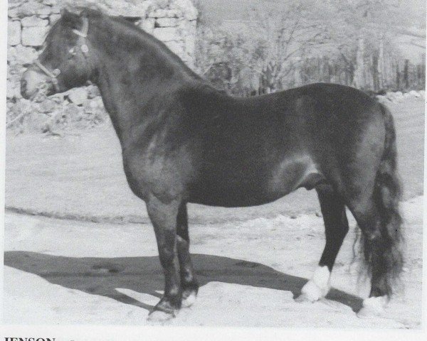 Deckhengst Jenson (Dartmoor-Pony, 1954, von Pipit)