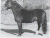 Deckhengst Jenson (Dartmoor-Pony, 1954, von Pipit)