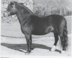 stallion Jenson (Dartmoor Pony, 1954, from Pipit)