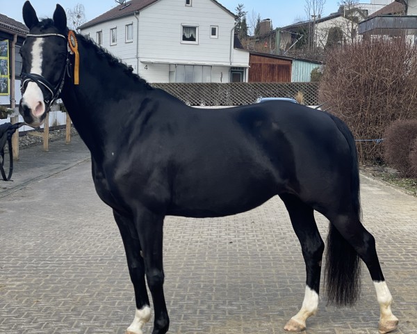 broodmare Totilas Total Love (Westphalian, 2013, from Totilas)