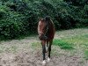 jumper Heinz (Oldenburg show jumper, 2010, from Carrico)