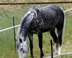 jumper Luca B (Zangersheide riding horse, 2017)