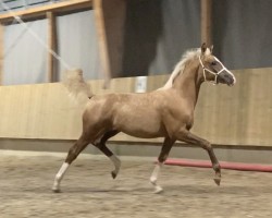 Dressurpferd Ruby Golden Beauty R (Deutsches Reitpony, 2023, von Rivers Dancing AS)