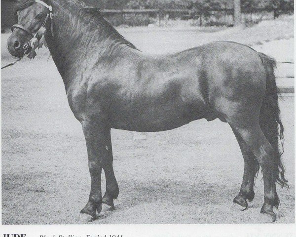 stallion Jude (Dartmoor Pony, 1941, from Dinarth Spark)