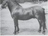 Deckhengst Jude (Dartmoor-Pony, 1941, von Dinarth Spark)