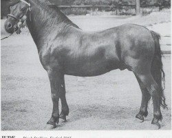 Deckhengst Jude (Dartmoor-Pony, 1941, von Dinarth Spark)