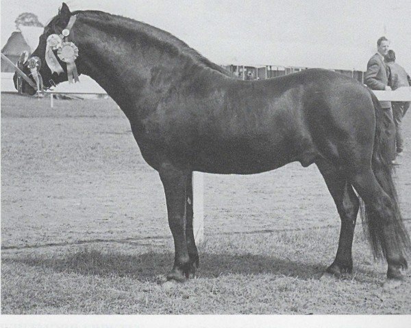 Deckhengst Cawsand Cavalier (Dartmoor-Pony, 1960, von Huccaby)