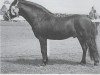 stallion Cawsand Cavalier (Dartmoor Pony, 1960, from Huccaby)