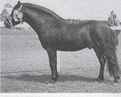 stallion Cawsand Cavalier (Dartmoor Pony, 1960, from Huccaby)