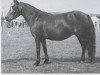 broodmare Boveycombe Gemini (Dartmoor Pony, 1959, from Jenyn)