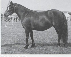 broodmare Boveycombe Gemini (Dartmoor Pony, 1959, from Jenyn)