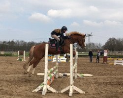 dressage horse Drummers Metal Bang (German Riding Pony, 2008, from Erfttal Duncan)