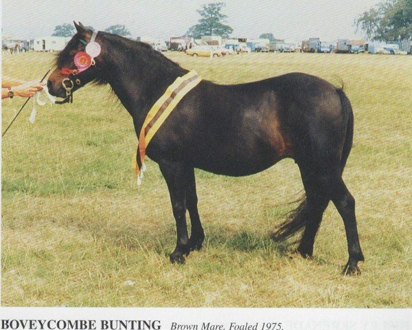 broodmare Boveycombe Bunting (Dartmoor Pony,  , from Shilstone Rocks Darkness)