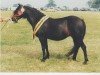 Zuchtstute Boveycombe Bunting (Dartmoor-Pony,  , von Shilstone Rocks Darkness)