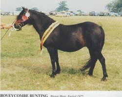 Zuchtstute Boveycombe Bunting (Dartmoor-Pony,  , von Shilstone Rocks Darkness)