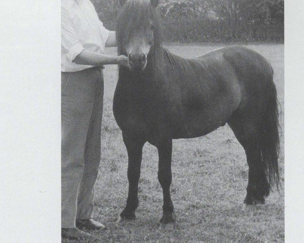 Deckhengst Peter Tavy II (Dartmoor-Pony, 1960, von Jenson)