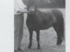 Deckhengst Peter Tavy II (Dartmoor-Pony, 1960, von Jenson)