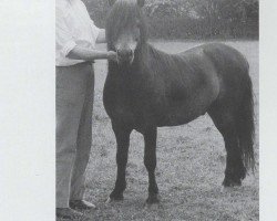 Deckhengst Peter Tavy II (Dartmoor-Pony, 1960, von Jenson)