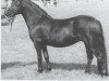 broodmare Vean Petrina (Dartmoor Pony, 1960, from Petroc)