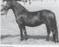 broodmare Vean Petrina (Dartmoor Pony, 1960, from Petroc)