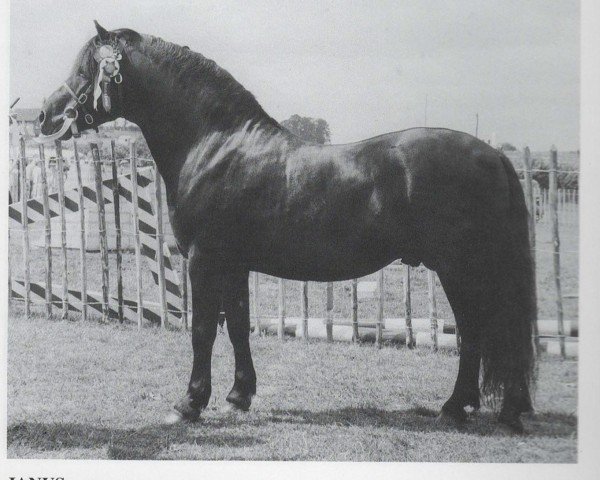 Deckhengst Janus (Dartmoor-Pony, 1949, von Jude)