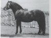 Deckhengst Janus (Dartmoor-Pony, 1949, von Jude)