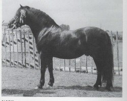 stallion Janus (Dartmoor Pony, 1949, from Jude)