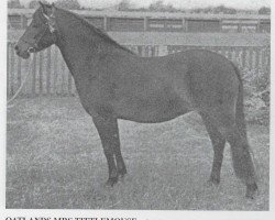 broodmare Oatlands Mrs Tittlemouse (Dartmoor Pony, 1953, from Jon)