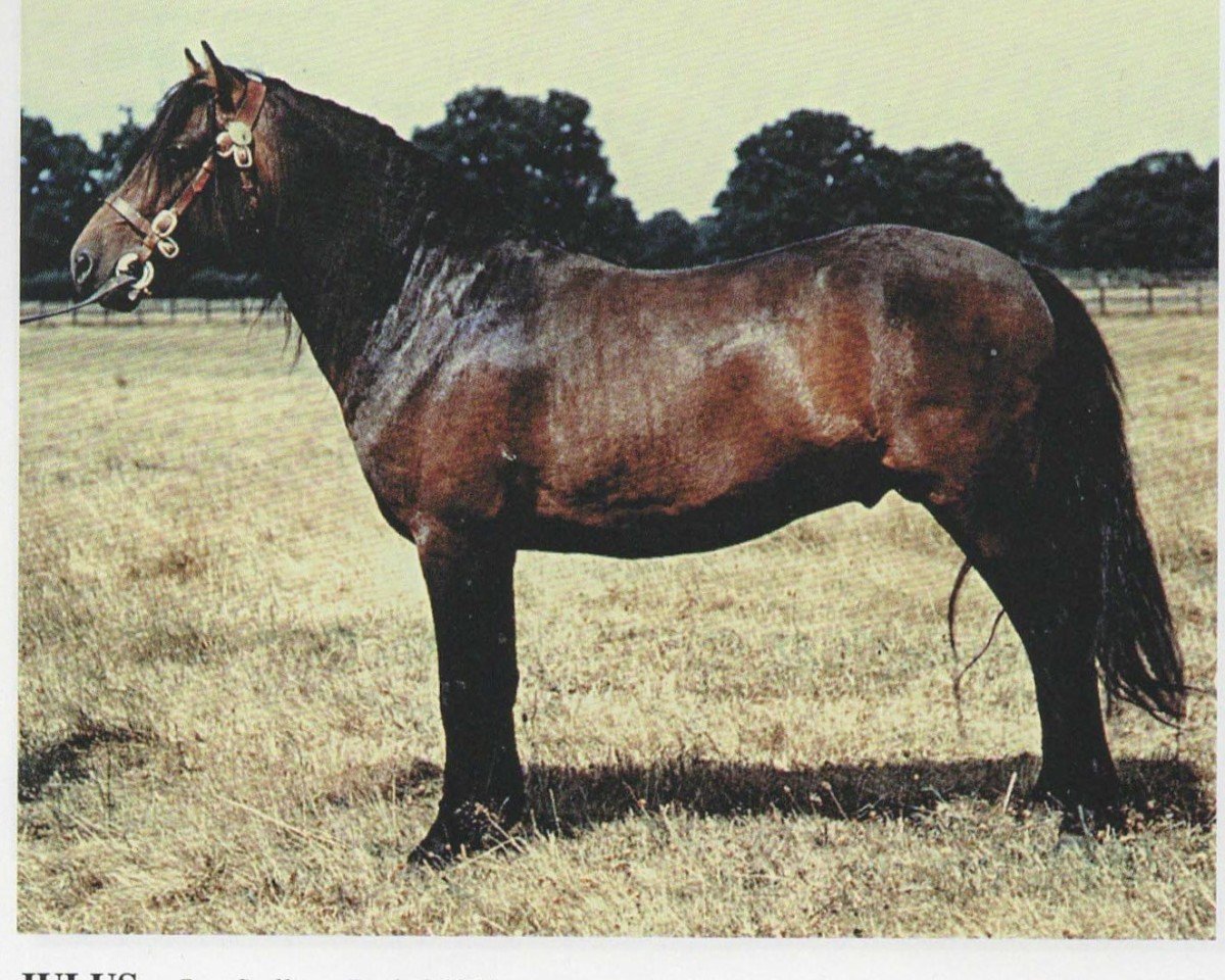 Deckhengst Julus (Dartmoor-Pony, 1951, von Jude)