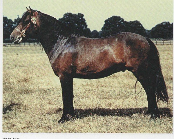 Deckhengst Julus (Dartmoor-Pony, 1951, von Jude)