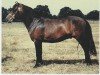 stallion Julus (Dartmoor Pony, 1951, from Jude)