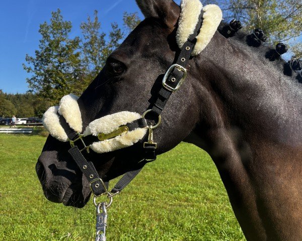 dressage horse Capri (Pura Raza Espanola (PRE), 2009)