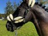 dressage horse Capri (Pura Raza Espanola (PRE), 2009)