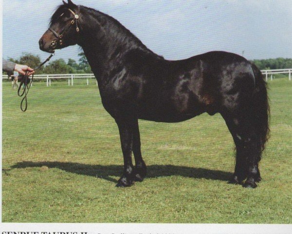 stallion Senruf Taurus II (Dartmoor Pony, 1983, from Senruf Solomon)