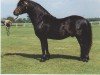 stallion Senruf Taurus II (Dartmoor Pony, 1983, from Senruf Solomon)