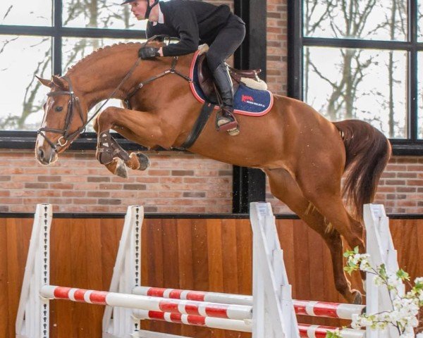 stallion Lord President (Oldenburg show jumper, 2019, from Pikeur Lord Fauntleroy)